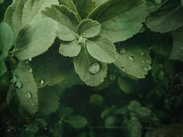 zomer fabriek met regendruppels Aan groen bladeren foto