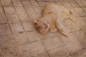 gember kat loungen Aan de beton bestrating Aan een warm middag foto