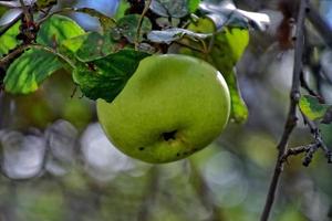 herfst vers appel Aan de Afdeling van een boom in de boomgaard foto