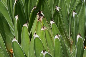 detailopname groot groen cactus vormen een natuurlijk achtergrond foto