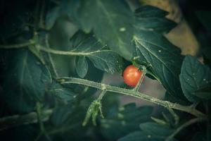 klein groen en rood biologisch kers tomaten Aan een struik in de tuin foto