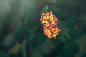 weinig teder in de tuin Aan de achtergrond van groen bladeren detailopname foto