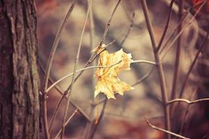 herfst takken van een boom gekleed in bladeren en regendruppels schijnend in de zon foto