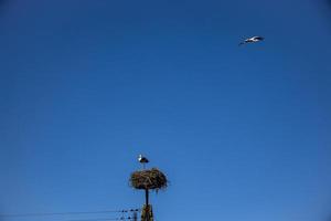 vrij vogelstand ooievaars Aan een achtergrond van de blauw lucht in vlucht vechten voor gniazo in de voorjaar foto