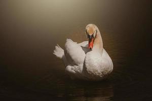 wit zwaan vogel Aan de water in zonneschijn foto