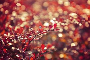 herfst rood struik berberis in de stralen van de ochtend- zon, foto