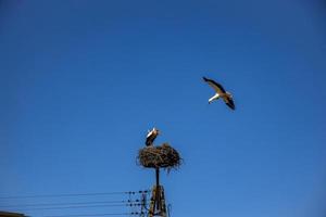 vrij vogelstand ooievaars Aan een achtergrond van de blauw lucht in vlucht vechten voor gniazo in de voorjaar foto