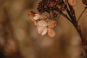 bruin verdord sier- bloemen in de tuin Aan een koel herfst dag foto