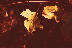 l gouden herfst bladeren Aan een boom in een park onder warm oktober zon foto