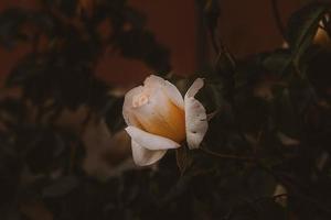 delicaat voorjaar bloem roos detailopname in een zonnig tuin foto