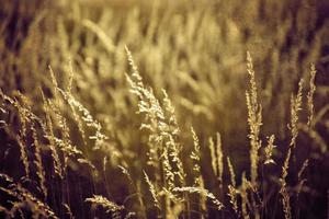 gouden zomer wild gras in de eeuwig warm teder zon foto