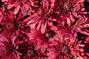 herfst bloemen van magenta chrysant in detailopname foto