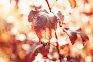 l gouden herfst bladeren Aan een boom in een park onder warm oktober zon foto