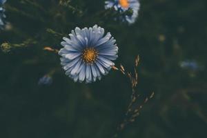 laatste herfst blauw bloemen Aan een groen achtergrond in de tuin detailopname foto