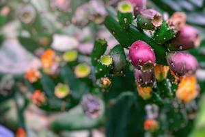 oranje stekelig Peer cactus bloem Aan een achtergrond van groen in de tuin foto