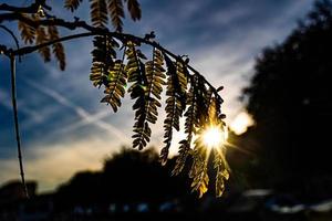 warm stralen van de instelling zon schijnend door de takje met groen bladeren foto