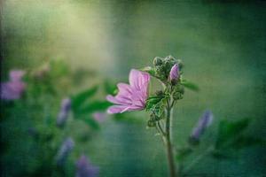 wild Purper wild kaasjeskruid bloem Aan groen weide Aan voorjaar dag in detailopname foto