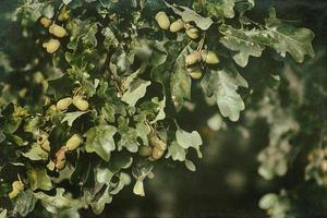 groen herfst eikels Aan de Afdeling van een eik tussen de bladeren foto