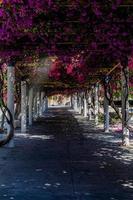 loopbrug in de park Aan een voorjaar dag met bloeiend Purper buganvilia's bloemen foto