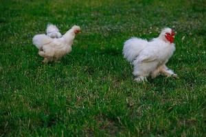 rasecht kippen Aan de groen gras in de tuin Aan een zomer dag biologisch landbouw foto