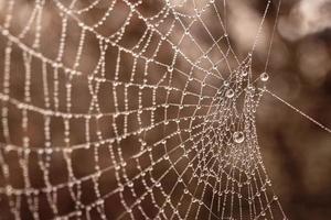 weinig delicaat water druppels Aan een spin web in detailopname Aan een mistig dag foto