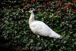 wit Pauw vogel in de park Aan een verkoudheid dag buitenshuis foto