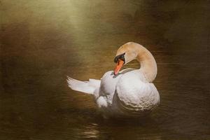 wit zwaan vogel Aan de water in zonneschijn foto