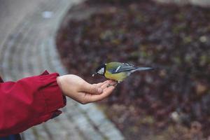 weinig kleurrijk vogel tit - aan het eten zonnebloem zaad van jongens hand- in winter foto