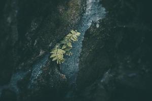 groen varen blad Aan een donker achtergrond detailopname foto