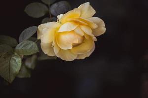 geel roos Aan een achtergrond van groen bladeren in detailopname Aan een warm zomer dag foto