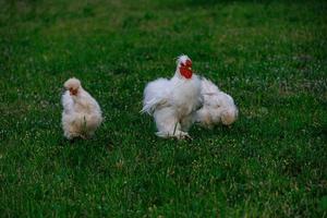 rasecht kippen Aan de groen gras in de tuin Aan een zomer dag biologisch landbouw foto