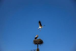 vrij vogelstand ooievaars Aan een achtergrond van de blauw lucht in vlucht vechten voor gniazo in de voorjaar foto