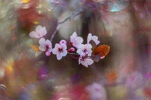 roze bloemen Aan een kers boom in voorjaar in de warm stralen van de zon foto