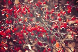 herfst rood struik berberis in de stralen van de ochtend- zon, foto