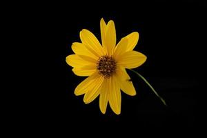l wild sprinkhaan met weinig geel bloem in de zonneschijn foto