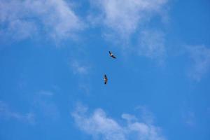 vogel van prooi jacht- tegen de achtergrond van blauw lucht Aan een warm zomer dag foto