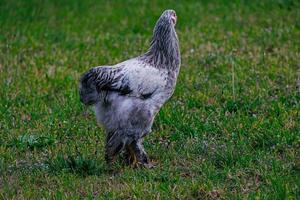 rasecht kippen Aan de groen gras in de tuin Aan een zomer dag biologisch landbouw foto