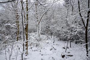 winter natuurlijk landschap met met sneeuw bedekt bomen in de Woud en een versmallen pad foto