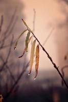 herfst planten met druppels van water na de november bevriezing regen foto