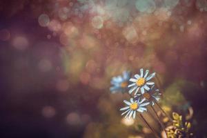 blauw wilde bloemen detailopname in een weide Aan een zonnig voorjaar dag foto