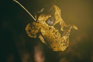 kleurrijk herfst bladeren Aan een boom Afdeling in de warm zonneschijn foto