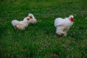 rasecht kippen Aan de groen gras in de tuin Aan een zomer dag biologisch landbouw foto