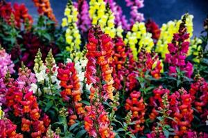 achtergrond van kleurrijk rozekruid bloemen in de tuin foto