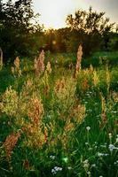 veld- fabriek groeit in een weide verlichte door zomer avond zon, foto