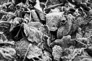 een herfst tapijt van eik bladeren gedekt met ochtend- vorst foto