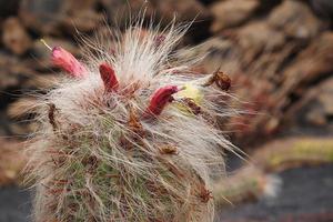 nieuwsgierig groot groen origineel cactus groeit in de tuin dichtbij omhoog foto