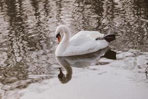 wit zwaan vogel drijvend Aan donker water foto