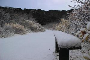 asbyrgi skogur weg met een klein besneeuwd bank, binnen de asbyrgi Ravijn. foto