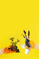 een hand- in een handschoen houdt een fabriek met wortels en tuinieren gereedschap Aan een geel achtergrond. tuinieren concept banier foto