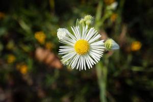 erigiron annuus bloem lijkt op kamille bloem enkel en alleen met versmallen bloemblaadjes in de kruid tuin Aan donker wazig achtergrond foto